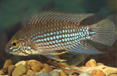 Apistogramma rubrolineata